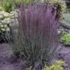 Prairie Winds® 'Blue Paradise' Bluestem Grass