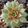 'Kalinda' Hens & Chicks