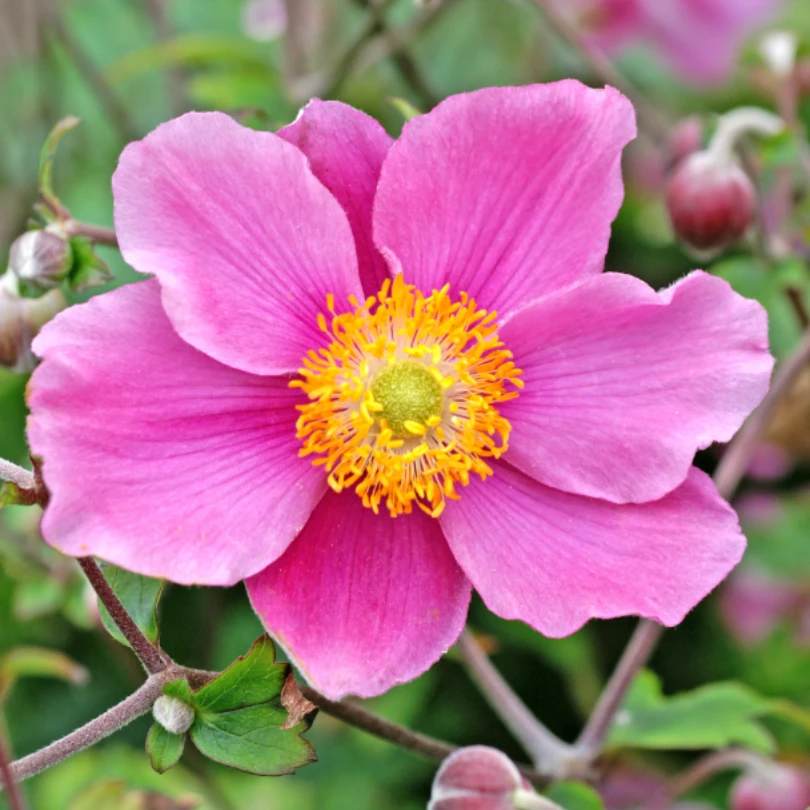 'September Charm' Japanese Anemone 1 'September Charm' Japanese Anemone