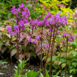 Shooting Star (Dodecatheon)