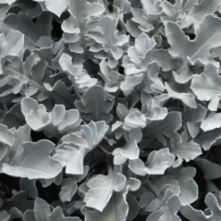 Silver Swirl Snowflake Dusty Miller (Centaurea)