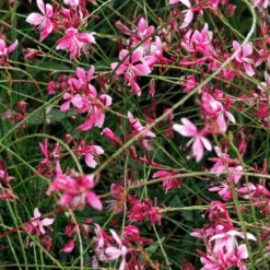 'Siskyou Pink' Beeblossom (Gaura)