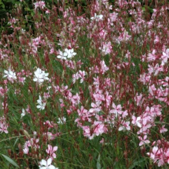 'Siskyou Pink' Beeblossom (Gaura) -Flower Shop Siskyou Pink Beeblossom Gaura 2