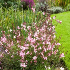 'Siskyou Pink' Beeblossom (Gaura) -Flower Shop Siskyou Pink Beeblossom Gaura 4