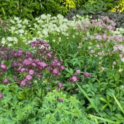 'Sparkling Stars White' Masterwort (Astrantia) -Flower Shop Sparkling Stars White Masterwort Astrantia 1