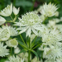 'Sparkling Stars White' Masterwort (Astrantia)