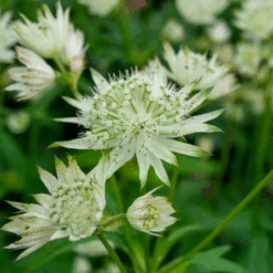 'Sparkling Stars White' Masterwort (Astrantia) -Flower Shop Sparkling Stars White Masterwort Astrantia 3