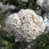 Spice Cowboy™ Koreanspice Viburnum