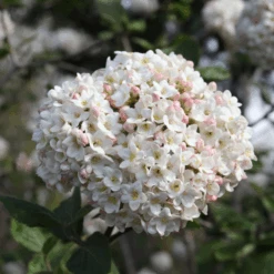 Spice Cowboy™ Koreanspice Viburnum