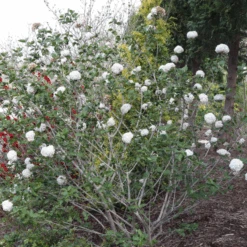 Spice Cowboy™ Koreanspice Viburnum -Flower Shop Spice Cowboy Koreanspice viburnum 1