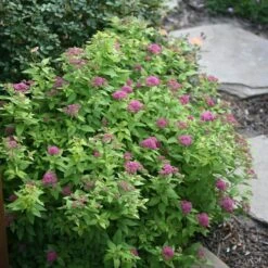 Double Play® Gold Spirea -Flower Shop Spiraea Double Play Gold 3 P sw
