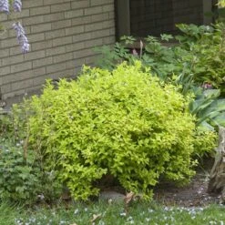 Double Play® Gold Spirea -Flower Shop Spiraea Double Play Gold 4 P sw