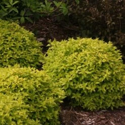 Double Play® Gold Spirea -Flower Shop Spiraea Double Play Gold 5 P sw
