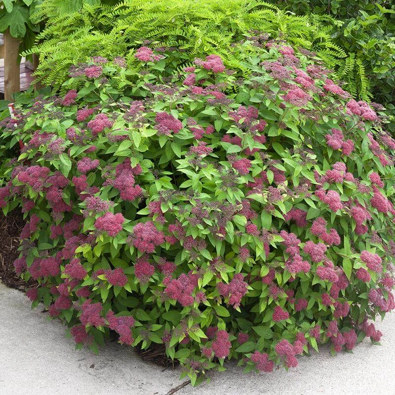Double Play® Red Spirea 2 Double Play® Red Spirea - Image 2