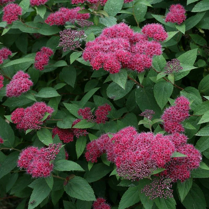 Double Play® Red Spirea 3 Double Play® Red Spirea - Image 3