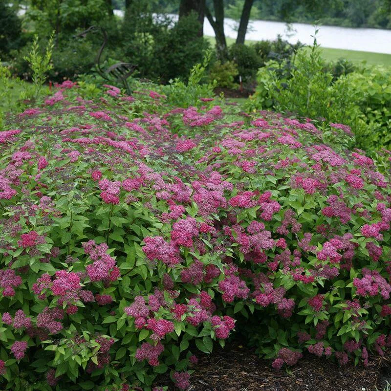 Double Play® Red Spirea 4 Double Play® Red Spirea - Image 4