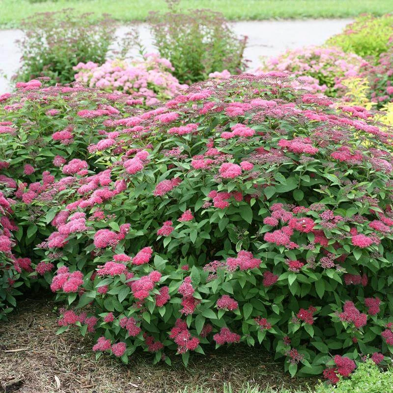 Double Play® Red Spirea 5 Double Play® Red Spirea - Image 5