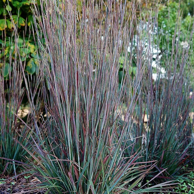 'Standing Ovation' Little Bluestem (Schizachyrium) 1 'Standing Ovation' Little Bluestem (Schizachyrium)