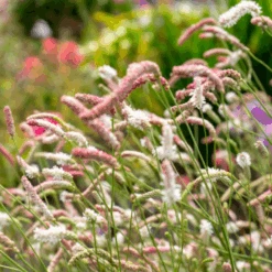 'Strawberry Frost' Great Burnet (Sanguisorba)