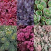 Succulent Ground Cover Collection