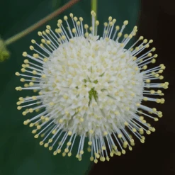 Sugar Shack® Buttonbush -Flower Shop SugarShackFlowers2