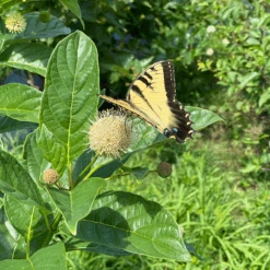 Sugar Shack® Buttonbush -Flower Shop SugarShackFlowers3