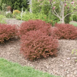 Sunjoy Really Red™ Barberry (Berberis) -Flower Shop SunjoyReallyRed Barberry Berberis