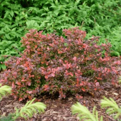 Sunjoy Really Red™ Barberry (Berberis) -Flower Shop SunjoyReallyRed Barberry Berberis 1
