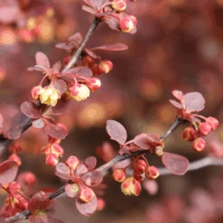 Sunjoy Really Red™ Barberry (Berberis) -Flower Shop SunjoyReallyRed Barberry Berberis 3
