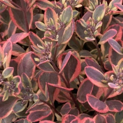 Sunsparkler® 'Dazzling Dynamite' Stonecrop (Sedum) -Flower Shop Sunsparkler DazzlingDynamite Stonecrop Sedum 3