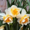 'Sweet Desire' Double Flowering Daffodil (Narcissus)