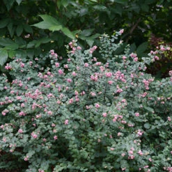 Proud Berry® Coralberry 6 Proud Berry® Coralberry -Flower Shop Symphoricarpos Proud Berry 3