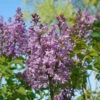 Scentara® Double Blue Lilac