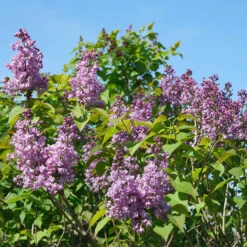 Scentara® Double Blue Lilac -Flower Shop Syringa Scentara Double Blue 3 P