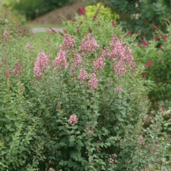 Bloomerang Ballet™ Lilac -Flower Shop SyringaBloomerangBalletDSC09297 800x800 17c1303