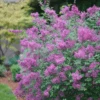 Bloomerang® Dark Purple Reblooming Lilac