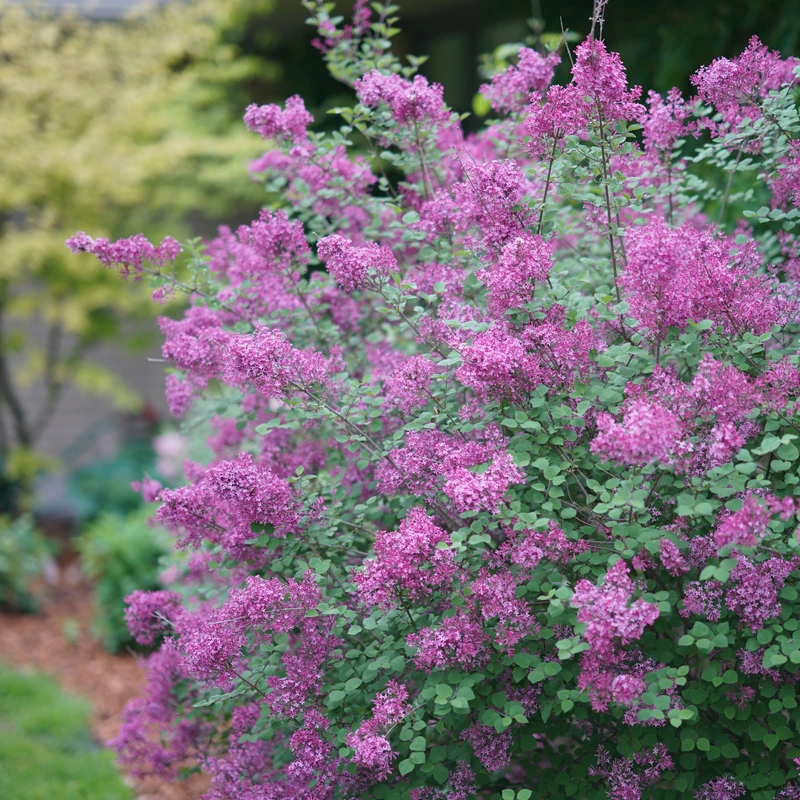 Bloomerang® Dark Purple Reblooming Lilac 1 Bloomerang® Dark Purple Reblooming Lilac