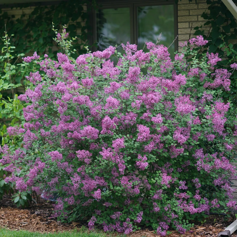 Bloomerang® Dark Purple Reblooming Lilac 2 Bloomerang® Dark Purple Reblooming Lilac - Image 2