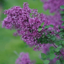 Bloomerang® Dark Purple Reblooming Lilac 9 Bloomerang® Dark Purple Reblooming Lilac -Flower Shop SyringaBloomerangDarkPurpleDSC03180 800x800 64476ad