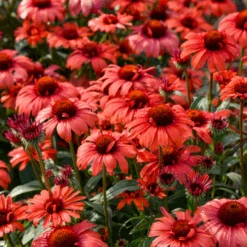 Eye-Catcher® 'Tanager' Coneflower (Echinacea)
