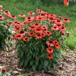 Eye-Catcher® 'Tanager' Coneflower (Echinacea) -Flower Shop Tanager Coneflower 2