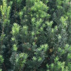 Stonehenge® Yew -Flower Shop Taxus Stonehenge 3