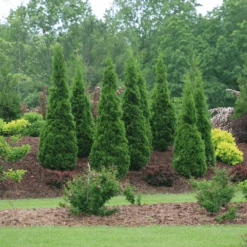 North Pole® Arborvitae 8 North Pole® Arborvitae -Flower Shop ThujaNorthPoleIMG 9727 800x800 614acb6