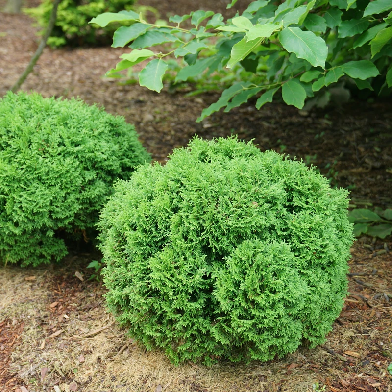 Tater Tot® Arborvitae 4 Tater Tot® Arborvitae - Image 4