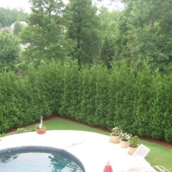 Full Speed A Hedge® 'American Pillar' Arborvitae 8 Full Speed A Hedge® 'American Pillar' Arborvitae -Flower Shop Thuja American Pillar 3 sw