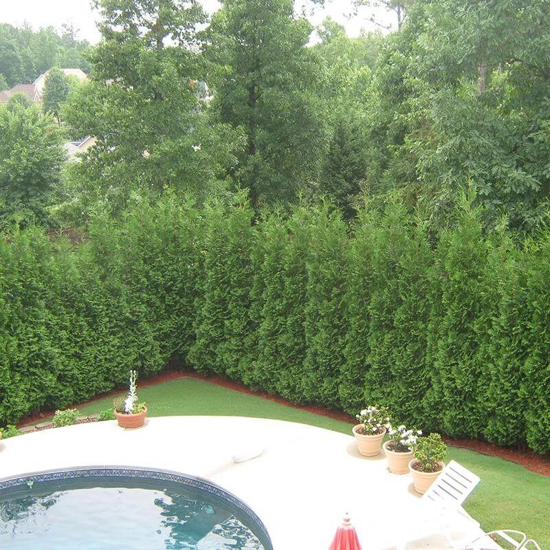 Full Speed A Hedge® 'American Pillar' Arborvitae 3 Full Speed A Hedge® 'American Pillar' Arborvitae - Image 3