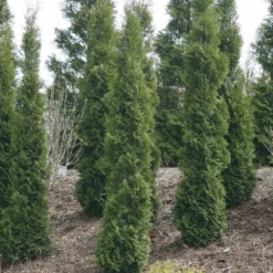 Full Speed A Hedge® 'Thin Man' Arborvitae -Flower Shop ThujaoccidentalisThinManIMG 1635 800x800 fdbdd36