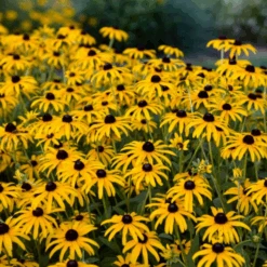 'Treasure Trove' Black-Eyed Susan (Rudbeckia) -Flower Shop TreasureTroveRudbeckia 3