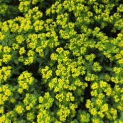 'Urge To Splurge' Spurge (Euphorbia) 7 'Urge To Splurge' Spurge (Euphorbia) -Flower Shop UrgeToSplurgeSpurgePlants 3