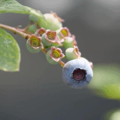 'Duke' Blueberry